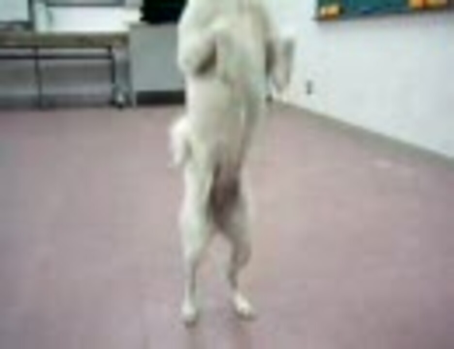 二足歩行で後退する犬 ニコニコ動画