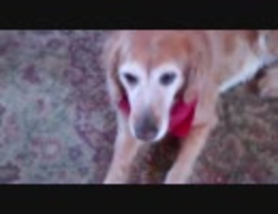 ごまかそうと必死な犬 ニコニコ動画