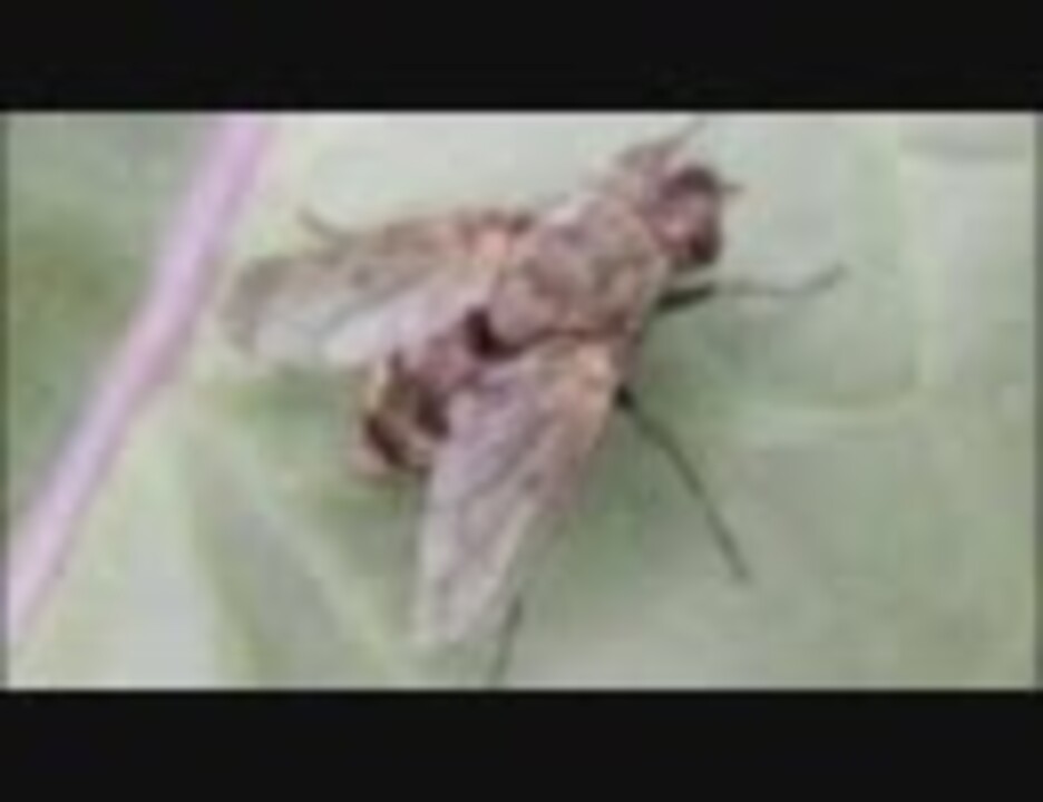 危険生物特集 ニコニコ動画