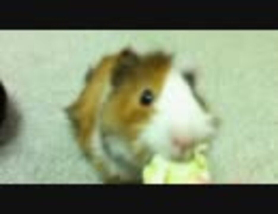 人気の Av アニマルビデオ もふもふ動画 動画 4 171本 6 ニコニコ動画