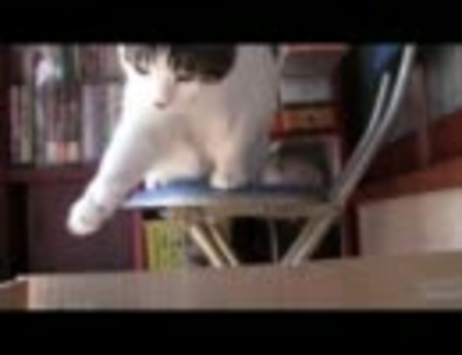 どんくさい猫 ニコニコ動画