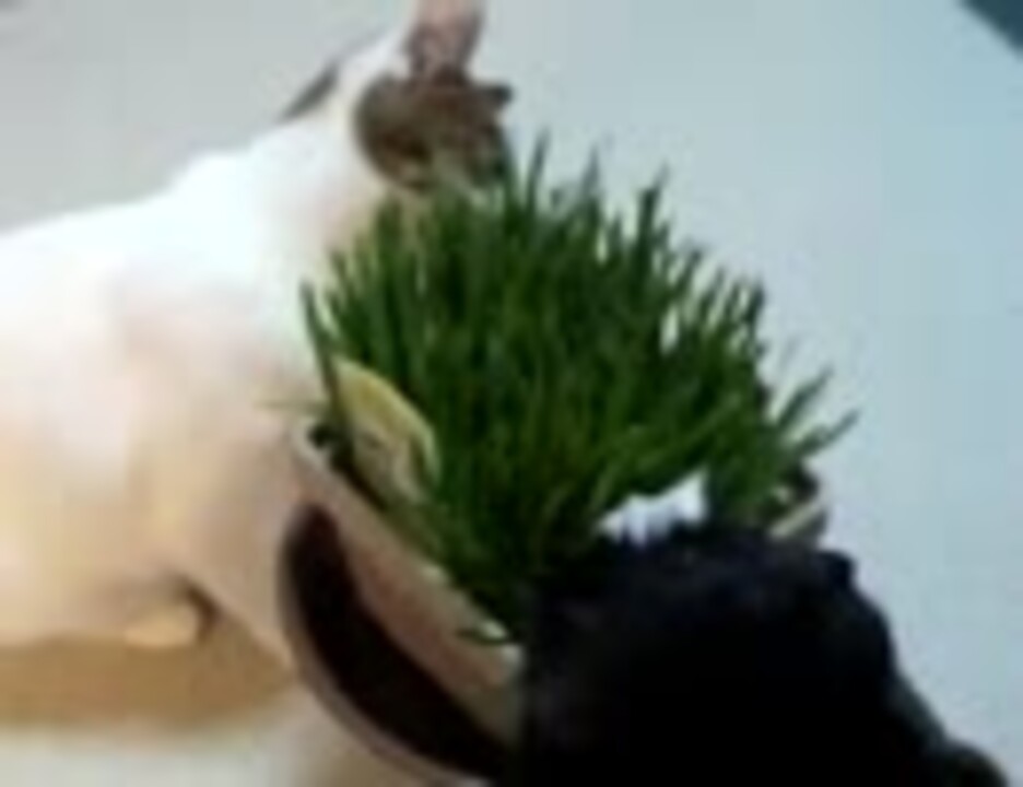 猫草 えん麦 を食べるモルモットとネコ ニコニコ動画