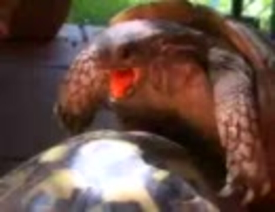 Como se reproducen la tortugas