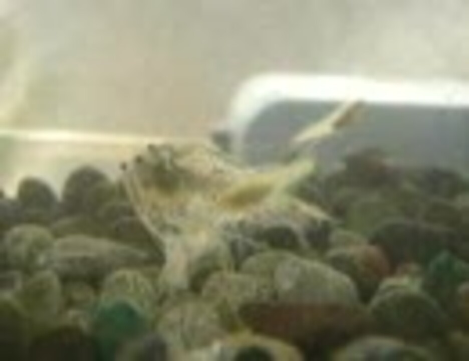 ヤマトヌマエビ脱皮の瞬間 ニコニコ動画