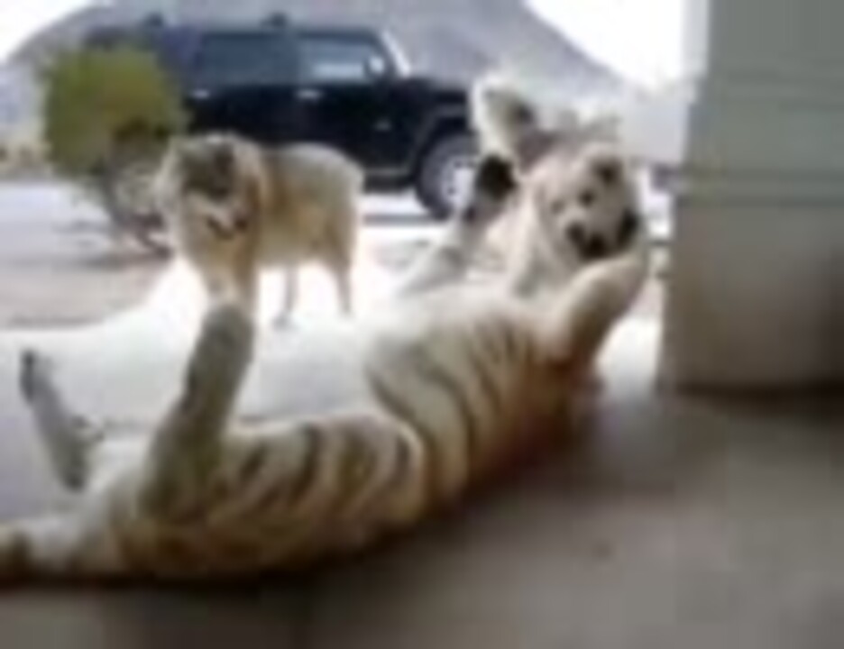 仲良しなトラと犬 ニコニコ動画