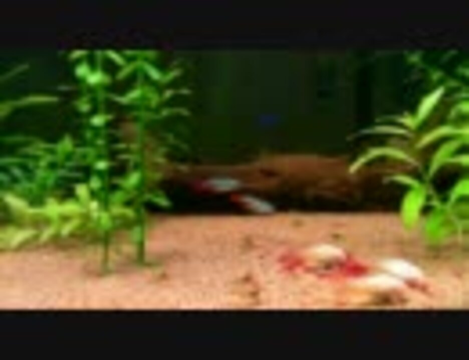 人気の 熱帯魚 動画 1 630本 11 ニコニコ動画