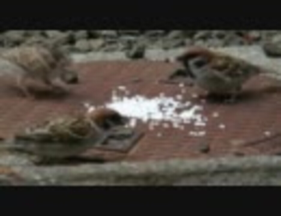 人気の 動物 すずめ 動画 543本 2 ニコニコ動画