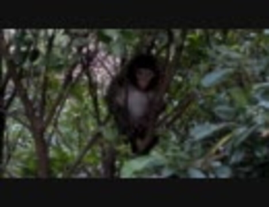 子猿の木登り ニコニコ動画