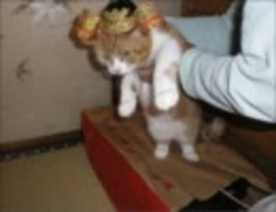 人気の エンターテイメント ぬこ 動画 293本 4 ニコニコ動画