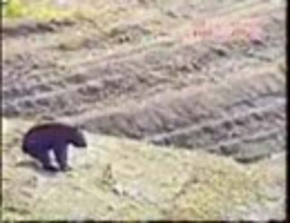 クマ怖すぎワロタｗｗワロタ 2 ニコニコ動画