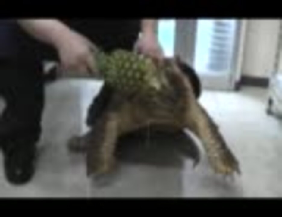 人気の クッパ 動画 1 439本 13 ニコニコ動画