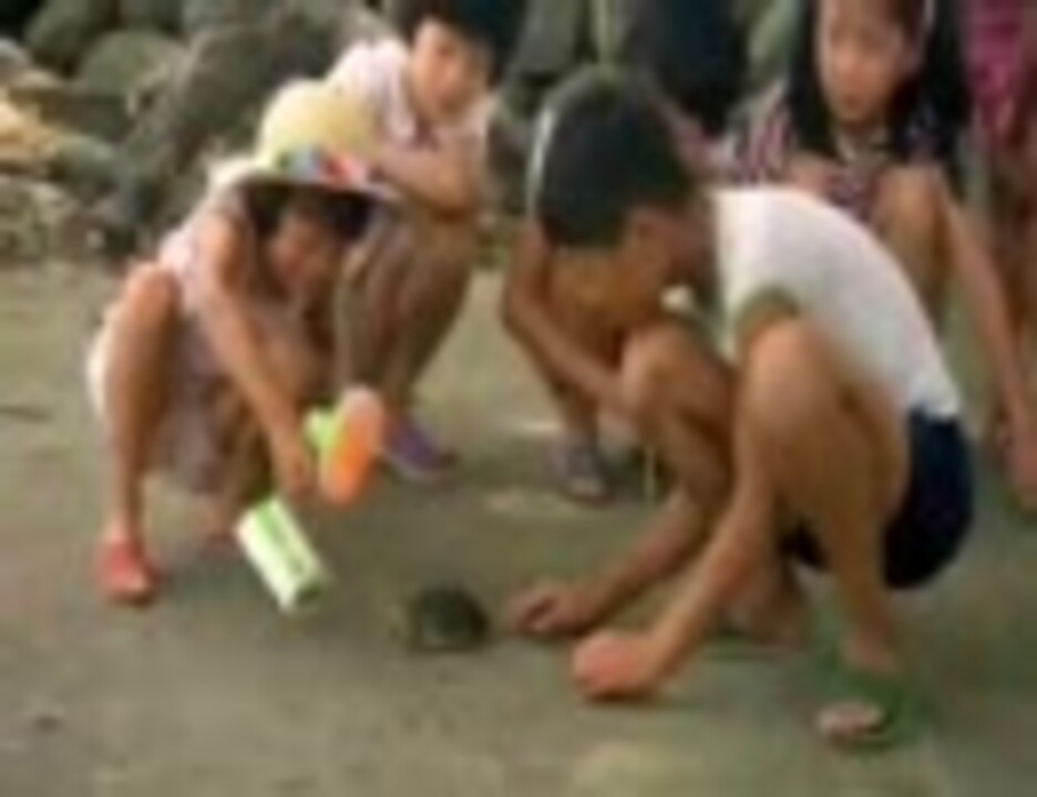 亀の競走 川で水遊び ニコニコ動画