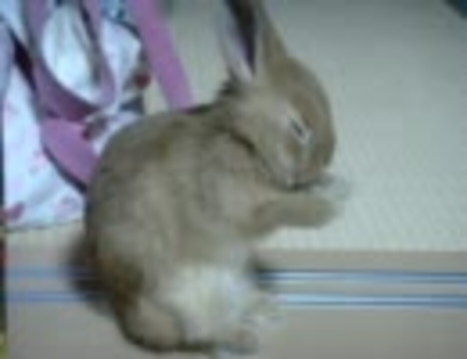 ウサギの顔洗い ニコニコ動画