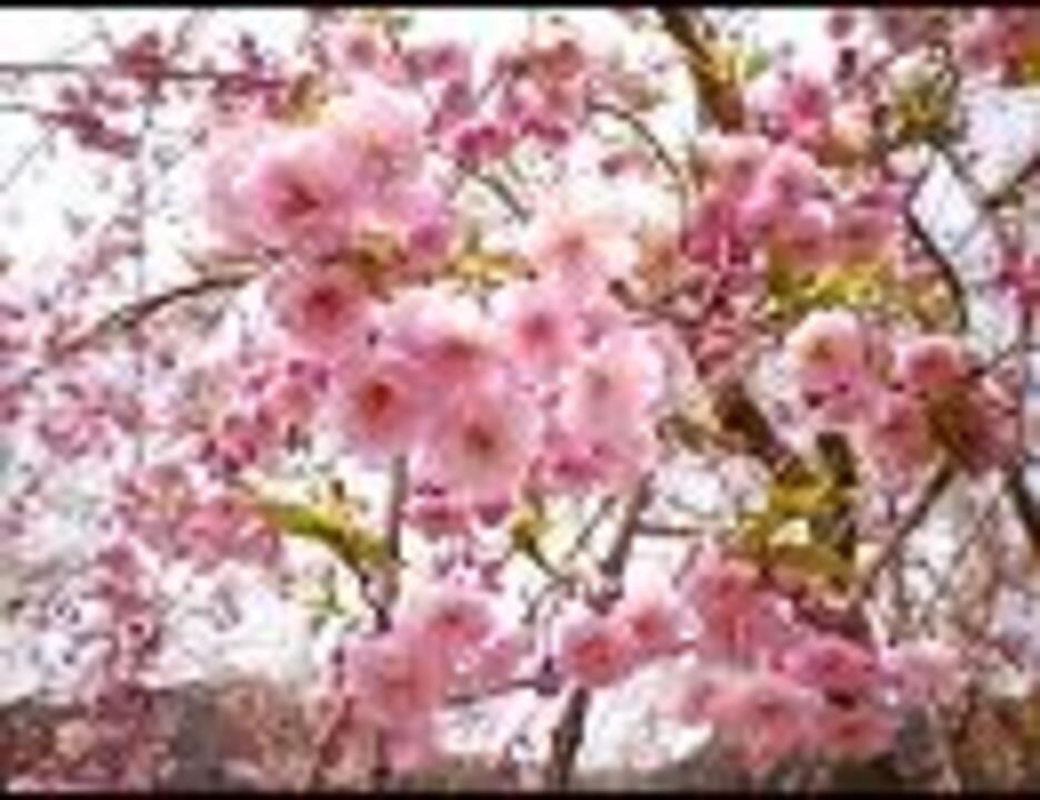 人気の さくら 森山直太朗 カラオケ 動画 10本 ニコニコ動画