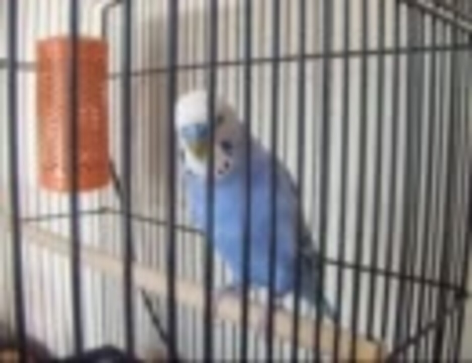 おしゃべりインコぴのこ ノリツッコミ 昔話 ５６ ニコニコ動画