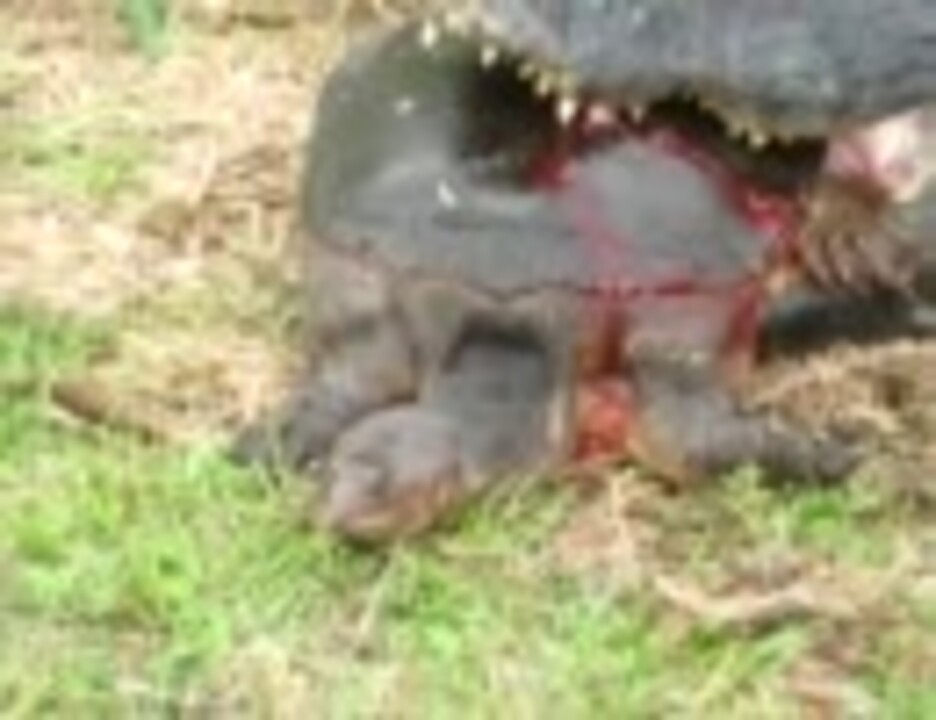 ワニがスッポンつかまえた ニコニコ動画