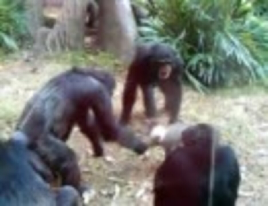 チンパンジーがオポッサムを嬲り殺した ニコニコ動画
