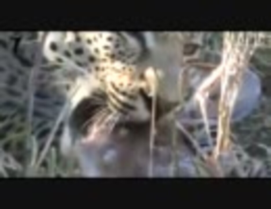 ヒョウが獲物の頭を咬み砕く ニコニコ動画