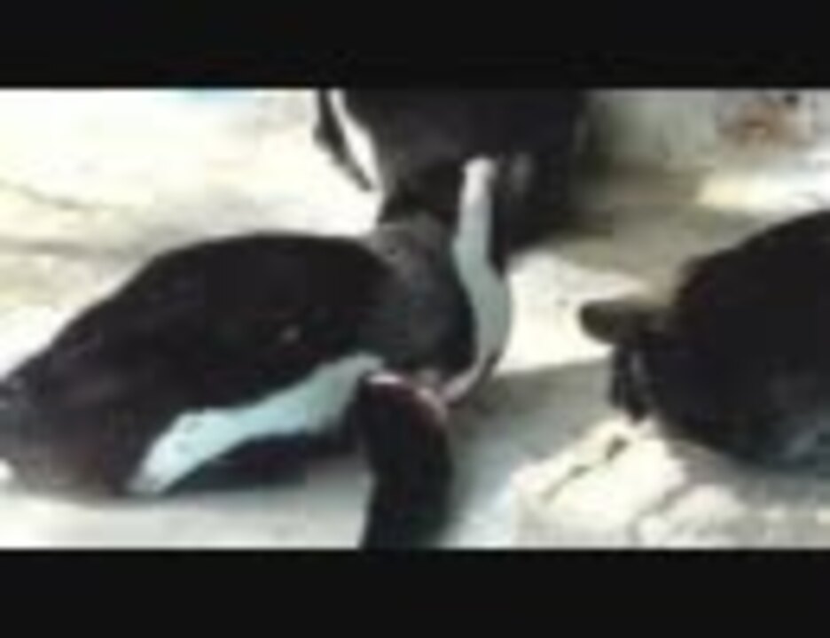 放尿ペンギン　今おしっこしたよね - ニコニコ動画