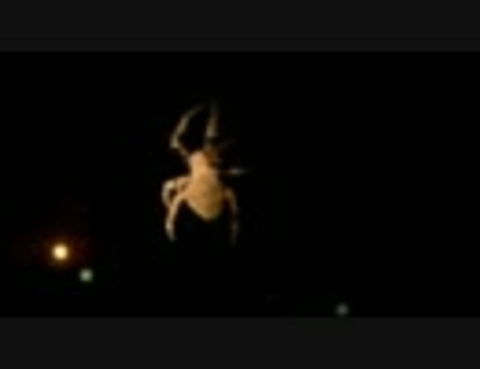 夜の蜘蛛 少し接写 ニコニコ動画