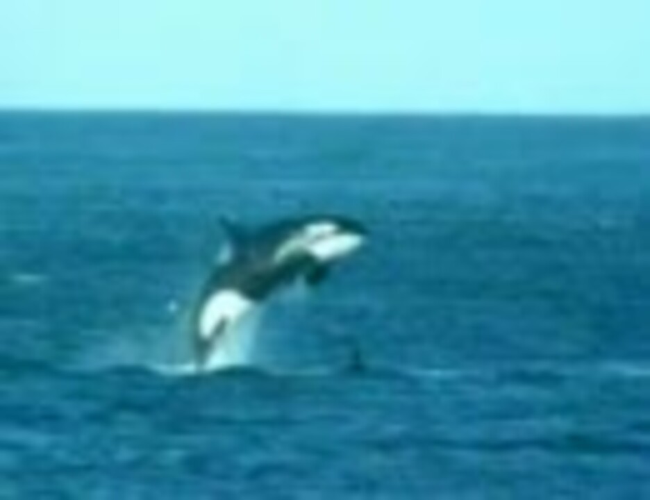 人気の 動物 シャチ 動画 113本 4 ニコニコ動画