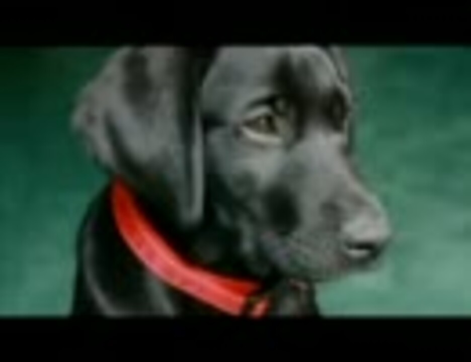 犬たちの悲鳴 ブリーディングが引き起こす遺伝病 Pedigree Dogs Exposed 1 ニコニコ動画