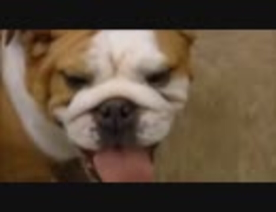 人気の 犬たちの悲鳴 動画 2本 ニコニコ動画