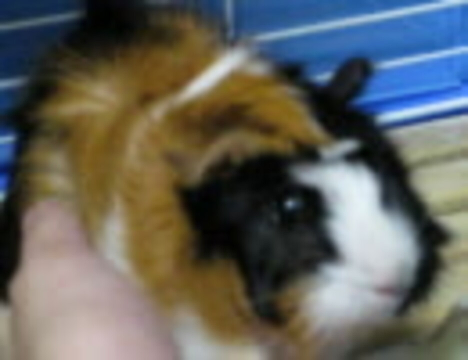 人気の 動物 モルモット 動画 490本 7 ニコニコ動画