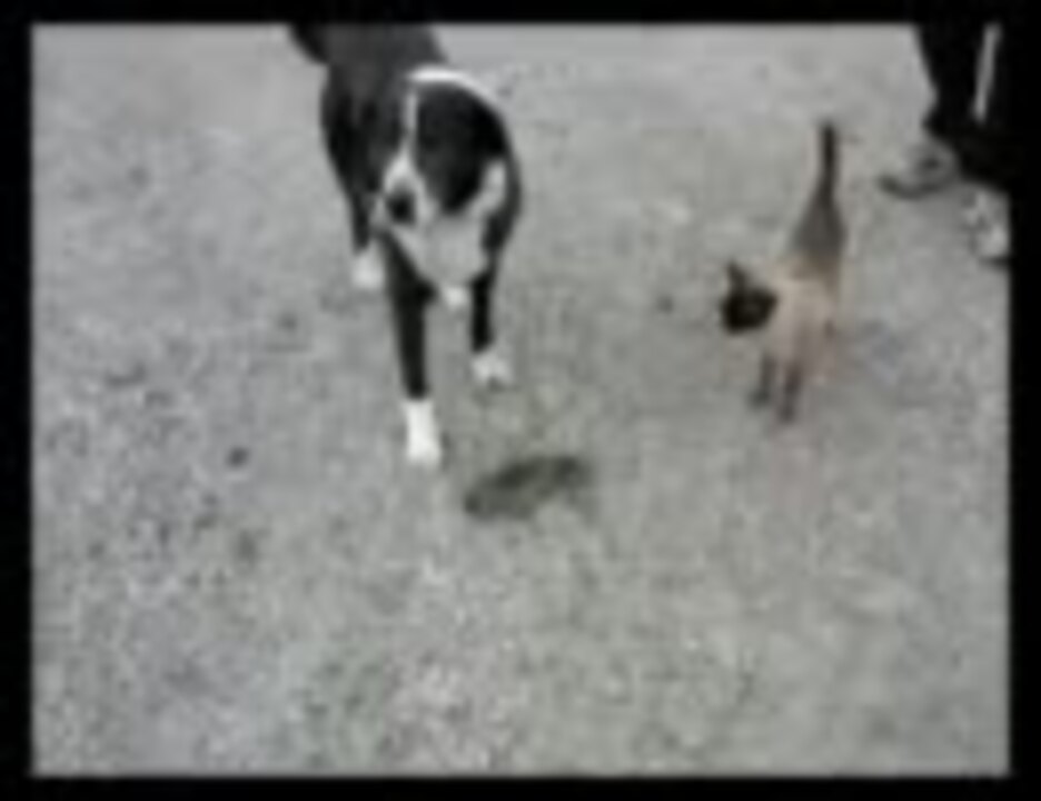 猫がウサギ獲った 犬が横取りした ニコニコ動画