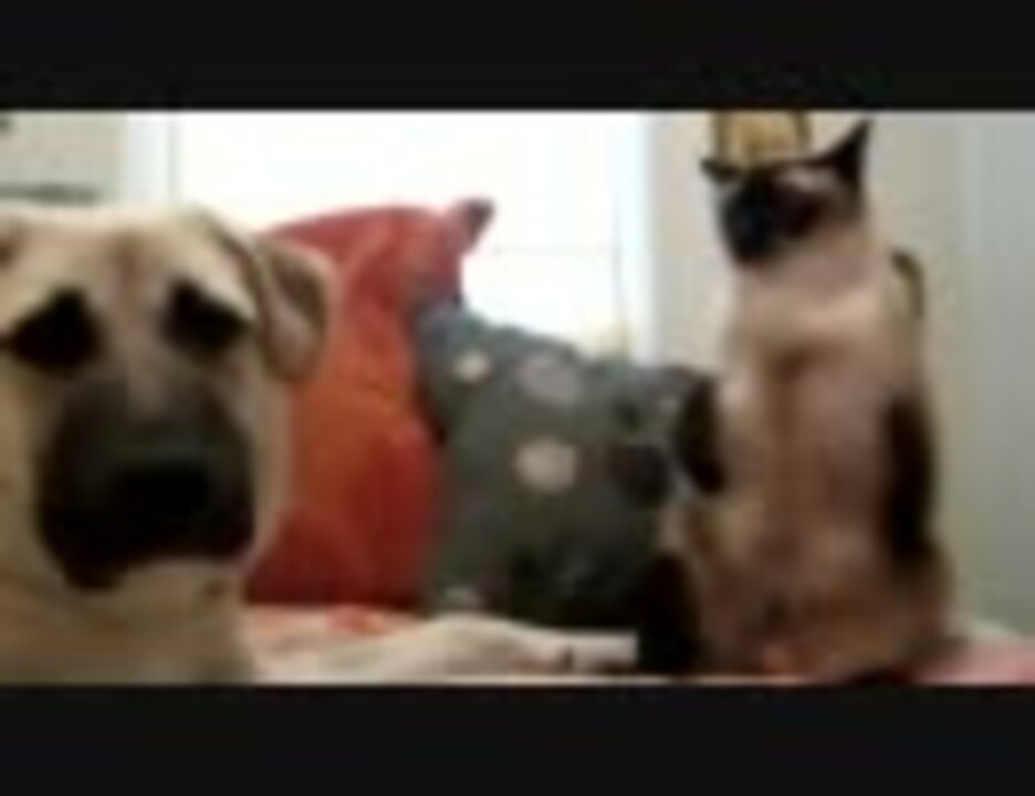 ネコパンチをもらいまくる犬 ニコニコ動画