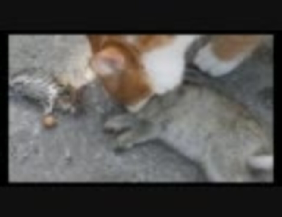 猫さん ウサギの親子丼を食べる ニコニコ動画