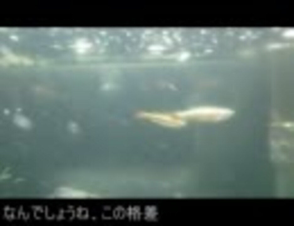 日記 アカヒレが家にやってきた4 ニコニコ動画