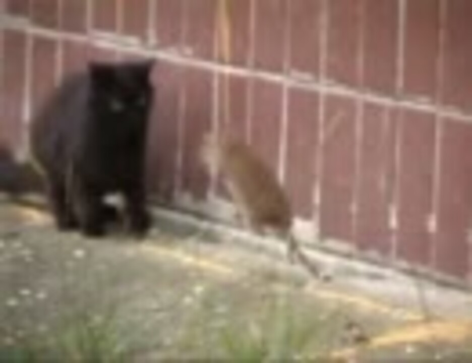 Котенок дерется с крысой. Кот ловит крысу. Кот и крыса. Кот и крыса. Кот атакует.