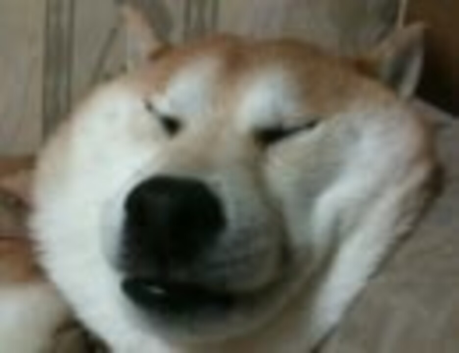 ぐにゃりとした寝顔でいびきをかく犬ｗ ニコニコ動画