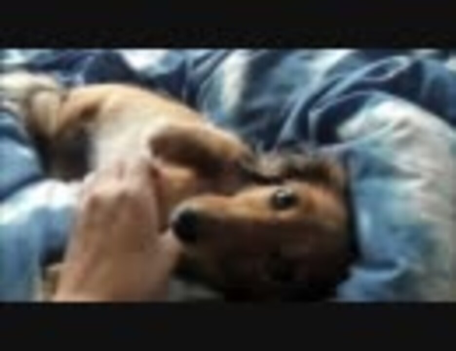 くすぐると手とか足とか止まらない犬 ニコニコ動画