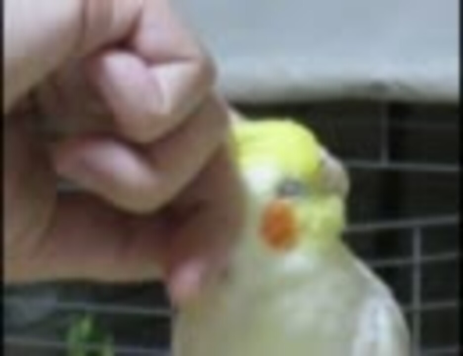 口 パクパク インコ