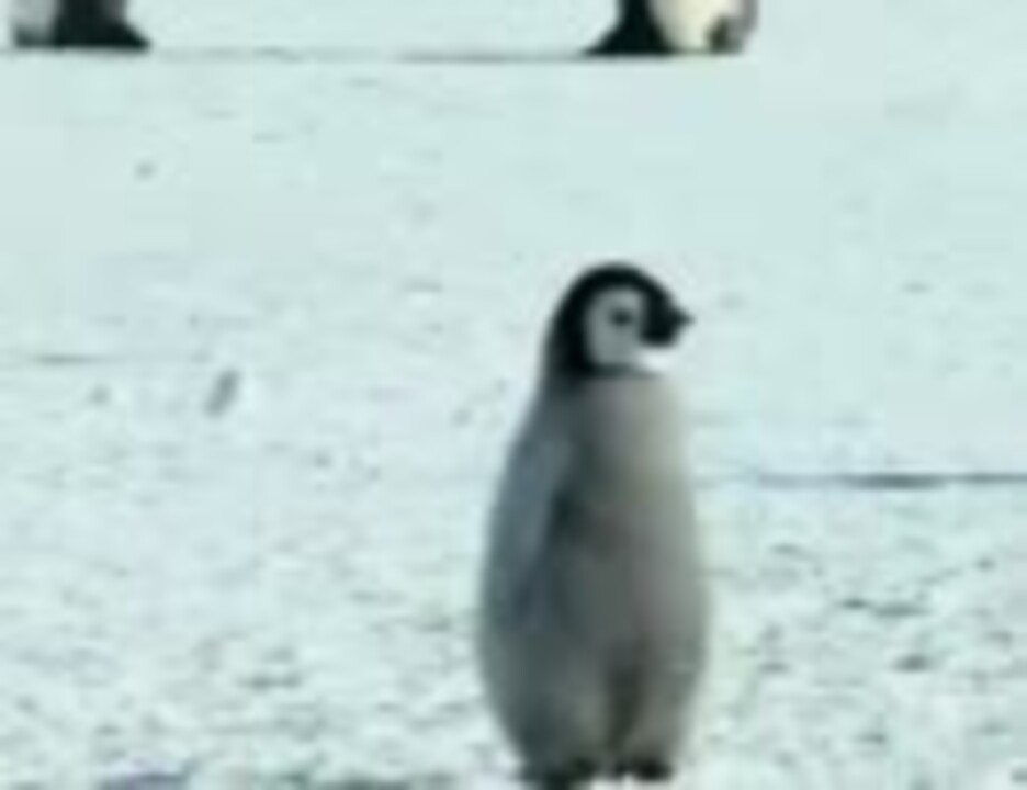 人間に興味津々のペンギン ニコニコ動画