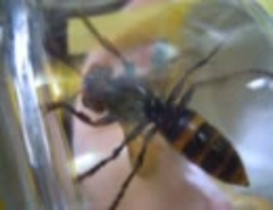 人気の スズメバチ 動画 162本 4 ニコニコ動画