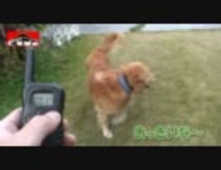 無駄吠え防止首輪 リモート ペット トレーニングカラー ニコニコ動画