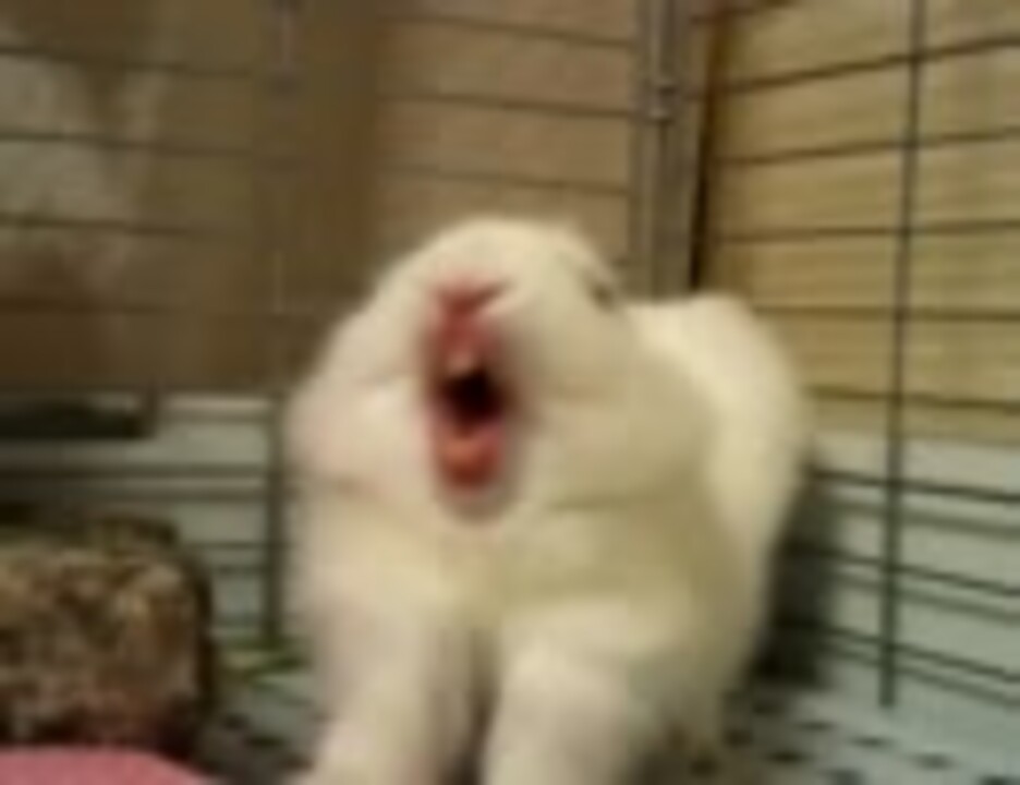 人気の あくび 動画 277本 4 ニコニコ動画