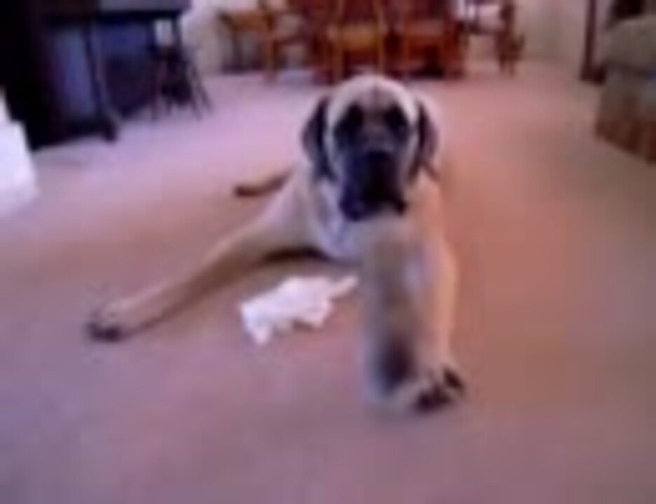 大きい犬vs小さい犬 ニコニコ動画