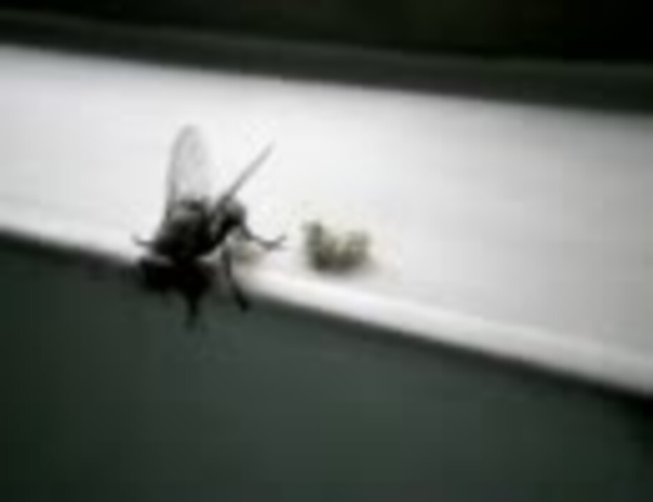 閲覧注意 メスのイエバエが幼虫 蛆 を出産する ニコニコ動画