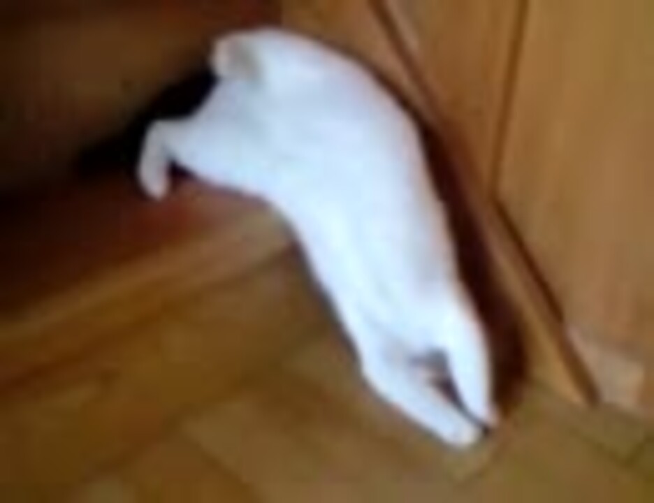 だらしない猫 ニコニコ動画