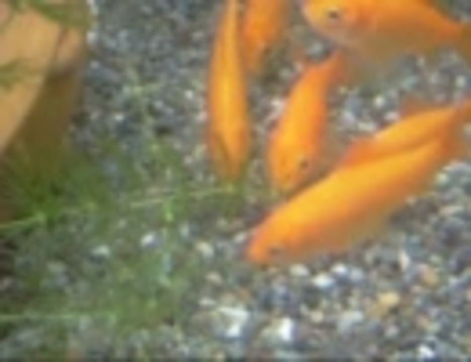 水草 マツモ を食べまくる金魚 ニコニコ動画