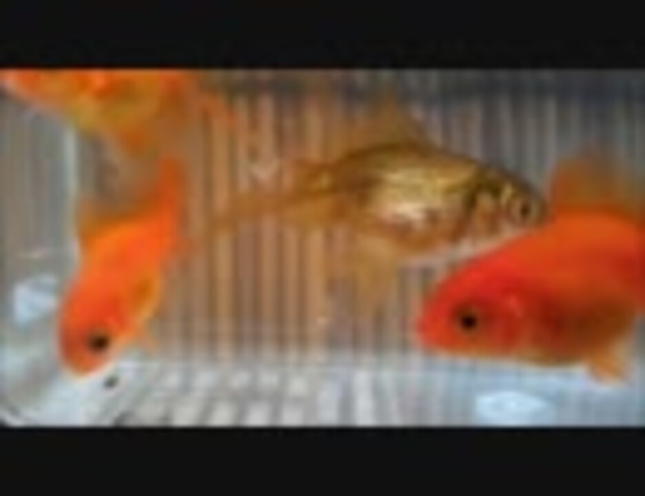 人気の 金魚 動画 1 028本 22 ニコニコ動画