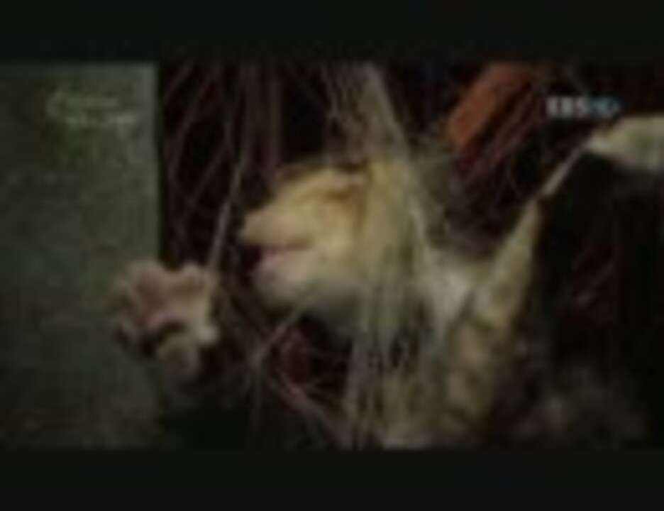 害獣除けのネットにかかった薄汚い猫ちゃん ニコニコ動画