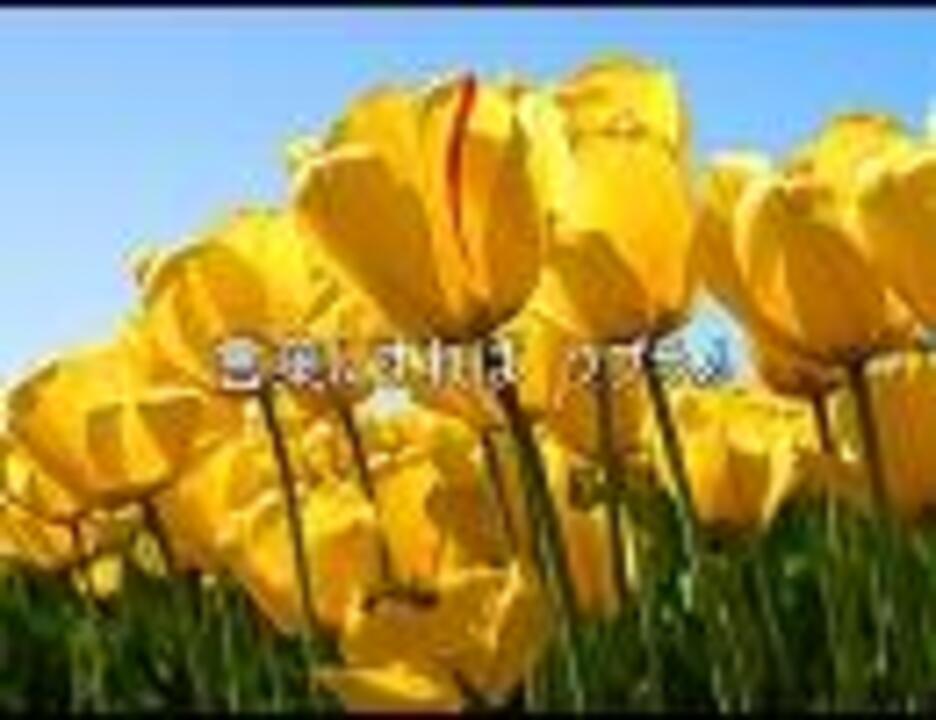 言葉にすれば ソプラノパート ニコニコ動画