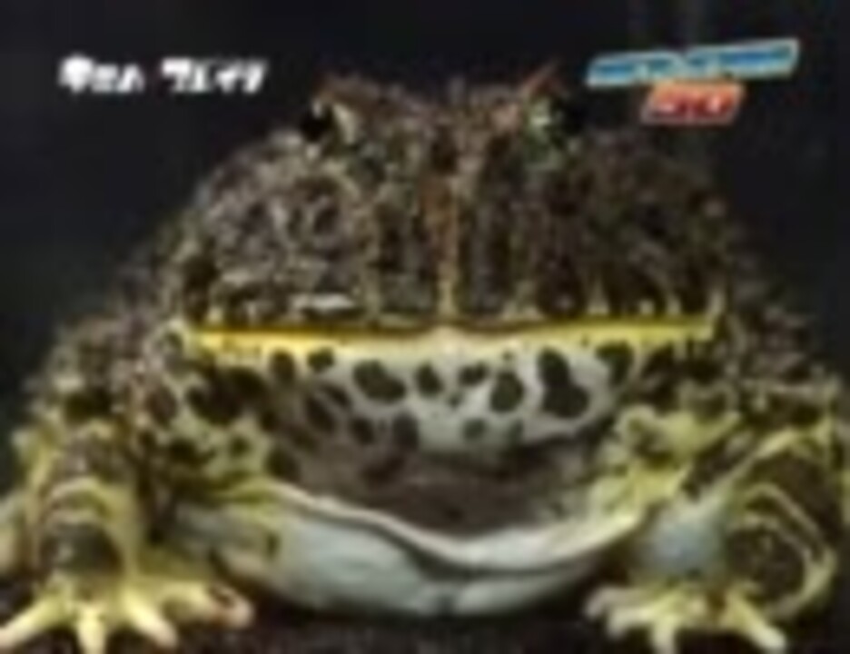 人気の 動物 カエル 動画 397本 3 ニコニコ動画