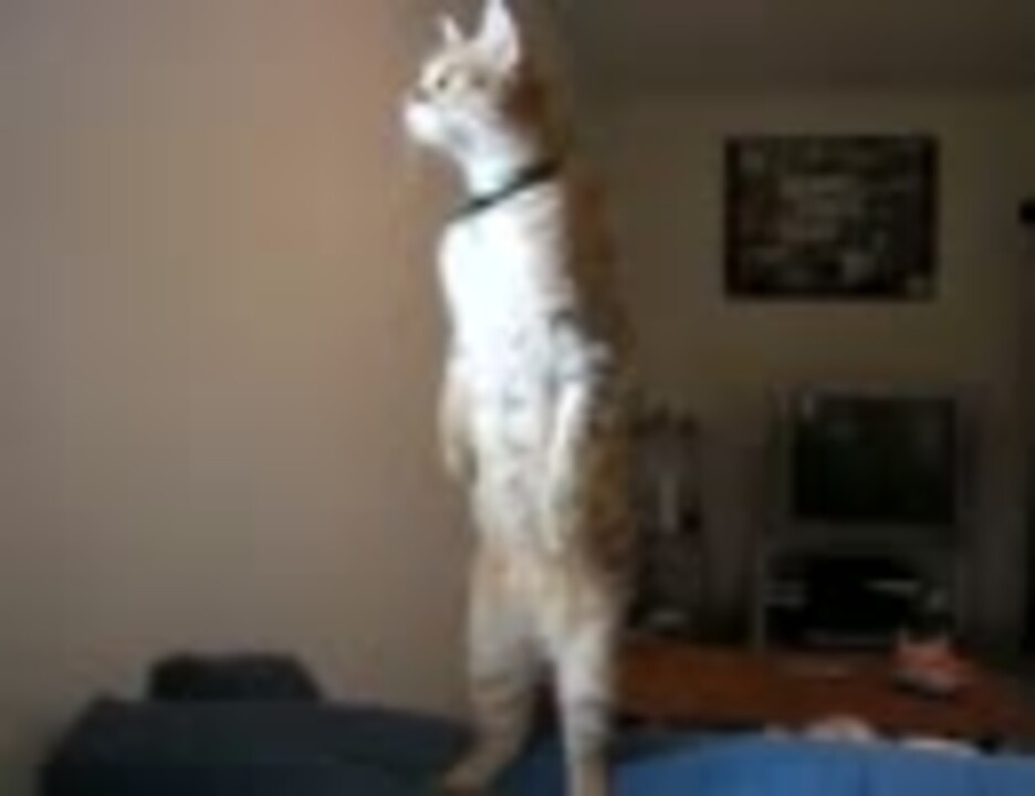 仁王立ちする猫 ニコニコ動画