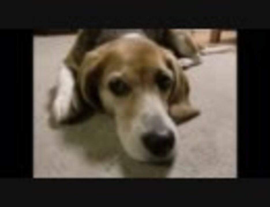怒られてしょげかえる犬 ニコニコ動画